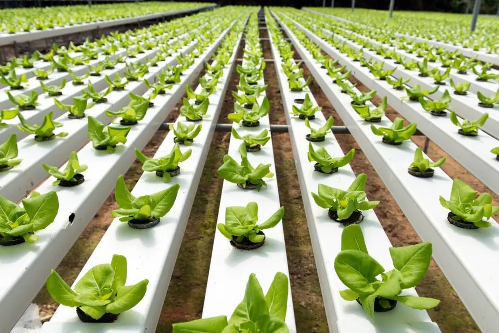 Organic Foods