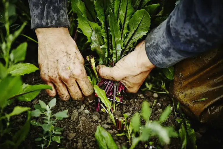 Organic Foods