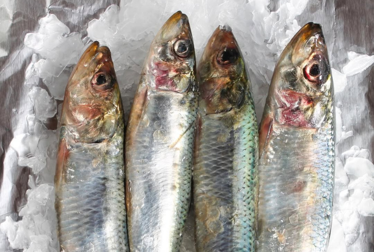 Sardines fishes